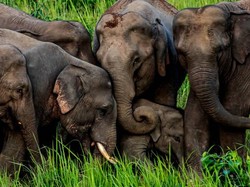 Video Momen Kawanan Gajah Berkumpul Saat Gempa Guncang California