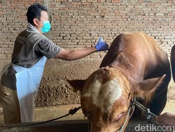 Pemerintah Siapkan Vaksinasi Cegah Penyebaran Antraks Jelang Idul Adha