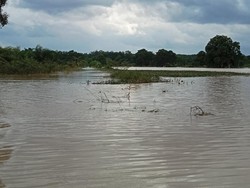Terendam Banjir, 2.429 Hektare Sawah di Lampung Timur Jadi Danau