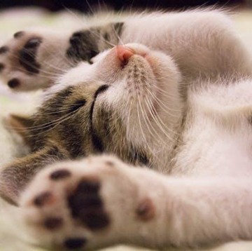 Hati-Hati, 7 Daftar Makanan Ini Bisa Membuat Kucing Kesayanganmu Keracunan