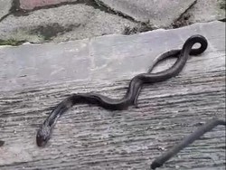 Hiii! Anakan Kobra Jawa Nyelonong ke Halaman Rumah Warga Boyolali