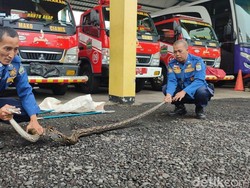 Damkar Ciamis Lebih Sibuk Evakuasi Hewan Ketimbang Padamkan Kebakaran