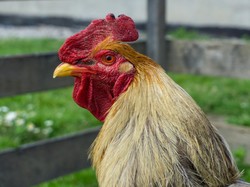 Apa Fungsi Jengger Ayam? Ternyata Bukan Sekadar Aksesoris Kepala