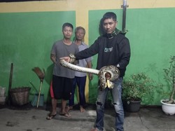 Ular Sanca 3,5 Meter di Karanganyar Dievakuasi, Diduga Hendak Mangsa Kambing