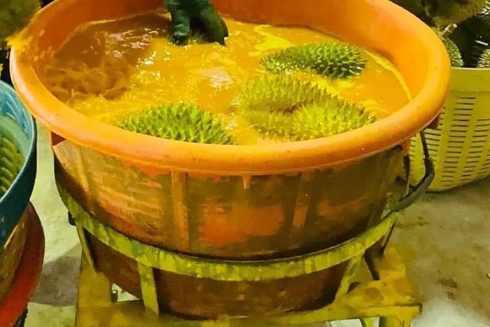 100 Kontainer Durian Thailand Ditolak Karena Mengandung Pewarna Kimia