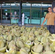 100 Kontainter Durian Thailand Ditolak China hingga Rugi Ratusan Miliar, Ini Penyebabnya