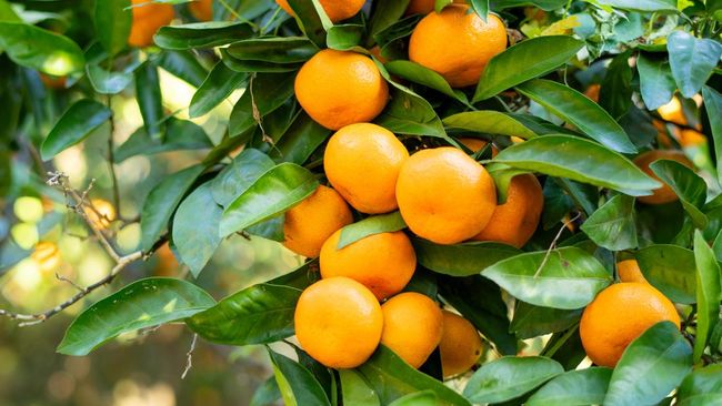 Tangerine sangat identik sebagai buah Imlek pembawa keberuntungan. Tapi bukan cuma itu, tangering ternyata punya manfaat bikin glowing.