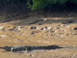 Serangan Buaya di Indonesia Tertinggi Dunia, Kerusakan Habitat Penyebab Utama