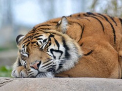 Pilu... Seekor Harimau Buta karena Sering Terkena Flash Kamera Wisatawan