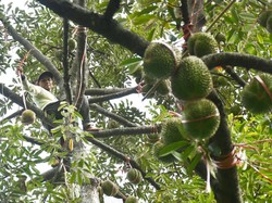 Penghasil Terbanyak Se-Indonesia, Ini 10 Jenis Durian di Jawa Timur