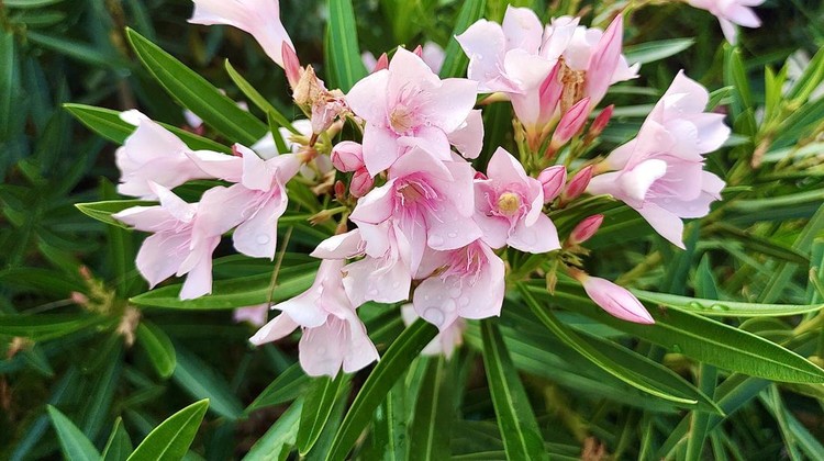 The Beautiful Blooming Soft Pink Oleander, Rose Bay or Nerium Flowers with Green Leaves on Tree Branches.