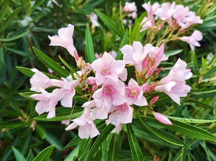 15 Bunga Cantik yang Beracun Bahkan Sebabkan Kematian, Kenali Cirinya Bun