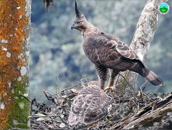 Fakta Seputar Lagu Manuk Dadali yang Tidak Banyak Orang Tahu