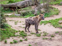 Benarkah Hyena Halal Dikonsumsi?