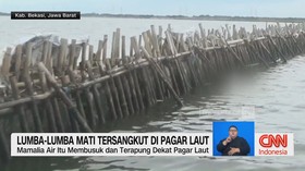 VIDEO: Lumba-Lumba Mati Tersangkut di Pagar Laut