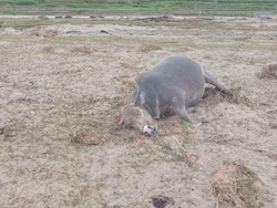 Banjir Bandang Terjang Nosu Mamasa, Sawah Terendam-2 Kerbau Hanyut