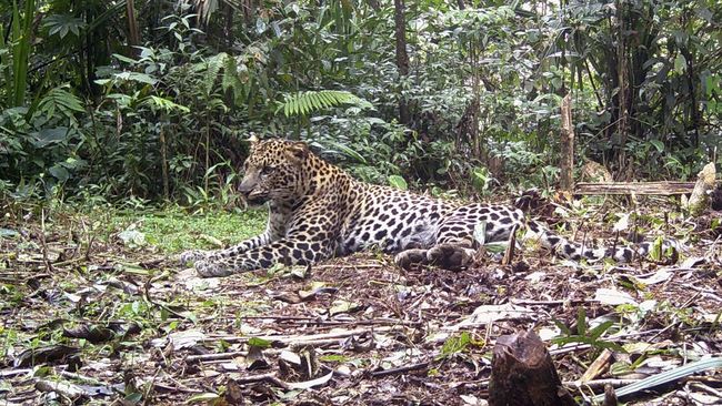 Hendak Merawat, Staf Kebun Binatang Malah Tewas Diserang 2 Macan Tutul