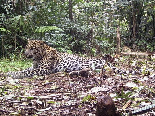 Macan Lepas di Lembang Belum Ketemu, Hasil Evakuasi dari Kuningan