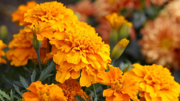Orange marigold flowers.Please see more similar pictures of my Portfolio.Thank you!