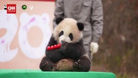 VIDEO: Penampilan Gemas 25 Anak Panda Jelang Festival Musim Semi