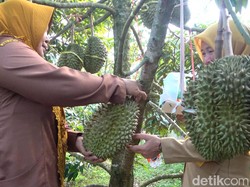 Eks TKI di Lamongan Sukses Kembangkan Kebun Durian Premium
