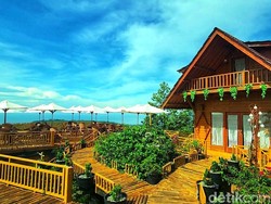 Pesona Musim Durian Bukit Sagara, dari Kebun hingga Meja Makan