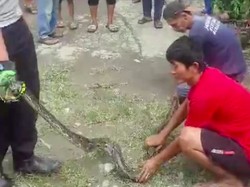 Video: Heboh 14 Ekor Ular Sanca Bikin Sarang di Septic Tank Rumah Warga Bekasi