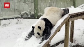 VIDEO: Panda Menggemaskan Jadi Hiburan Saat Musim Dingin di China