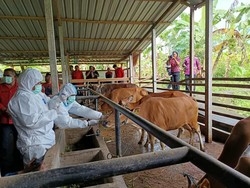 Distan Tabanan Suntik Vaksin PMK ke 1.514 Sapi