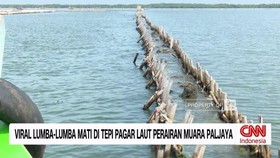 VIDEO: Viral Lumba-lumba Mati di Pagar Laut Perairan Muara Paljaya