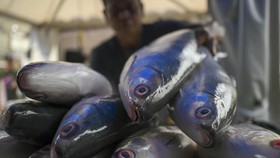 VIDEO: Warga Tionghoa Berburu Ikan Bandeng Jelang Imlek