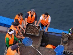 Panen Perdana Lobster di Jembrana Bali, KKP: Langkah Maju Budidaya Nasional