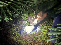 Perjuangan Polisi Susuri Hutan Cari Potongan Tubuh Uswatun Korban Mutilasi