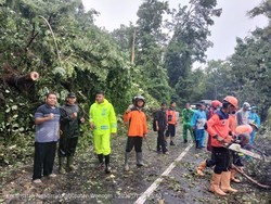 Pohon Tumbang di Gunung Pegat Wonogiri Dievakuasi, Jalan Kembali Normal
