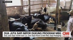 VIDEO: Dua Juta Sapi Impor untuk Dukung Program MBG