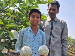 Budidaya Jambu Biji, Petani Ini Raih Omzet Rp 375 Juta Setahun