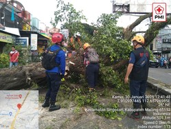 Pohon Asem Tumbang Timpa 4 Pengendara di Jalan Malang-Surabaya
