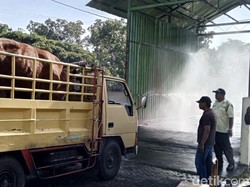 Terindikasi Sakit, 10 Sapi Ditolak Masuk Pasar Hewan Ambarketawang Sleman