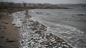 FOTO: Zat Misterius Bunuh Ikan-ikan di Pantai Finlandia