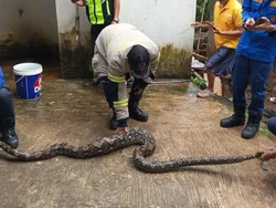 Damkar Evakuasi Ular Sanca 3 Meter Usai Mangsa 2 Ayam Warga Depok