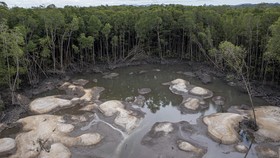FOTO: Rusak Hutan Mangrove di Babel Gara-gara Tambang Timah Ilegal