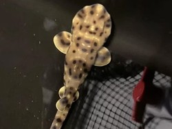 Ajaib, Bayi Hiu Lahir di Kolam yang Isinya Betina Semua