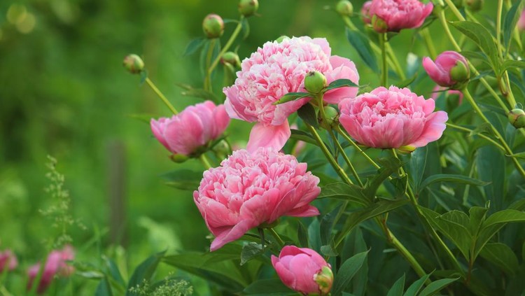 Tanaman bunga peony merah