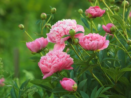 7 Fakta Menarik Tentang Bunga Peony yang Fantastis dan Kaya Manfaat