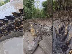 Viral Video Perlihatkan Buaya Raksasa Mirip Godzilla
