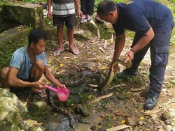 Alasan Damkar Lepaskan Sanca 3 Meter yang Ditangkap di Belik Kulon Progo