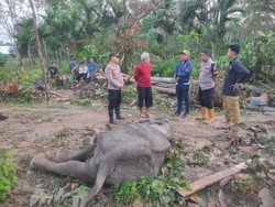 Sepekan Dirawat, Gajah Sakit Bagian Mulut di Aceh Timur Mati