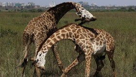 FOTO: Taman Nasional Nairobi Hadapi Ancaman Lonjakan Populasi Manusia