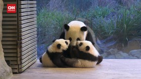 VIDEO: Debut Gemas Anak Panda Kembar di Kebun Binatang Berlin
