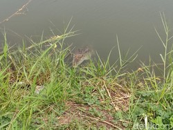 Bingungnya Agus Usir Buaya Muara dari Tambak Bandengnya yang Siap Panen